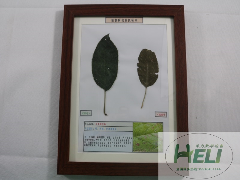 園林果樹病害原色教學(xué)標(biāo)本-蘋果圓斑病